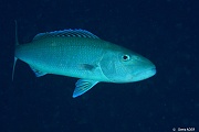 Aprion virescens Vivaneau verdatre Job fish-Currieuse Coral Garden-11m-20190613-Denis-ADER-DSC_9539_tn